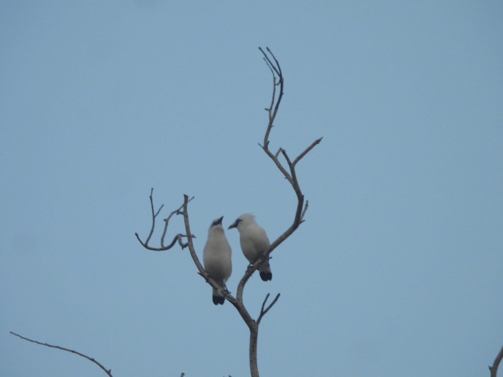 "bali myna"
