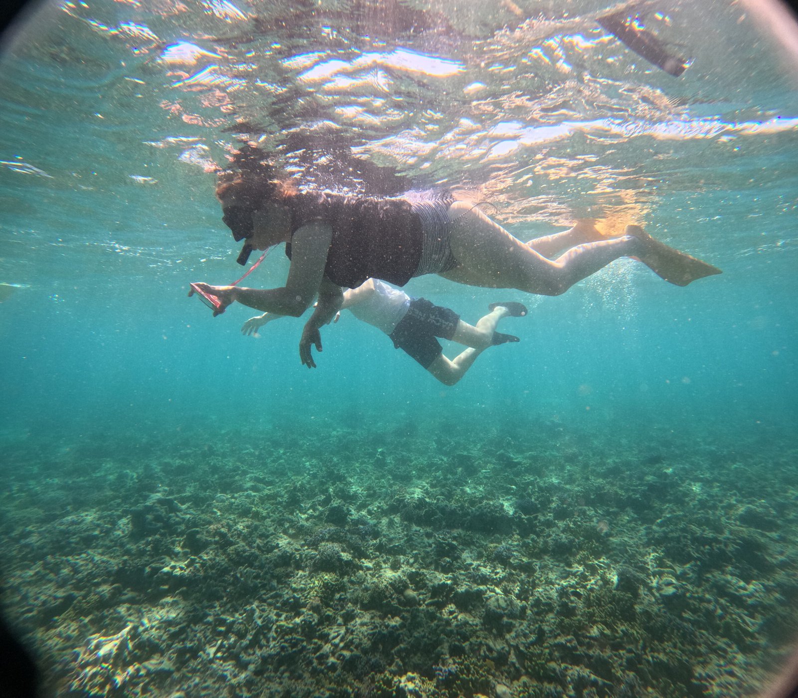 "menjangan snorkeling"