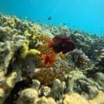 "coral menjangan"