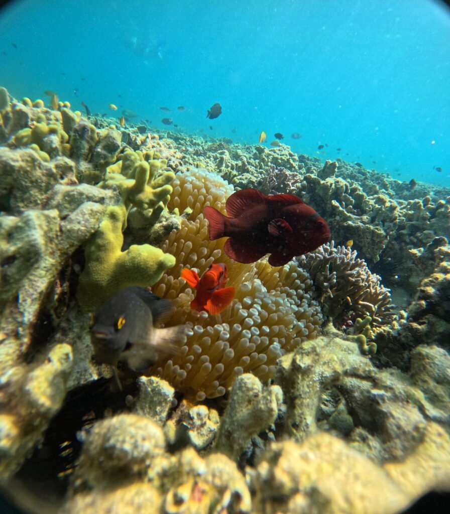 "coral menjangan"