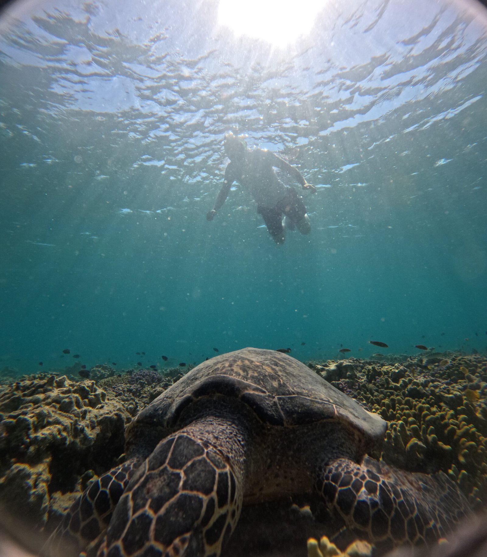 "see turtle in menjangan island"
