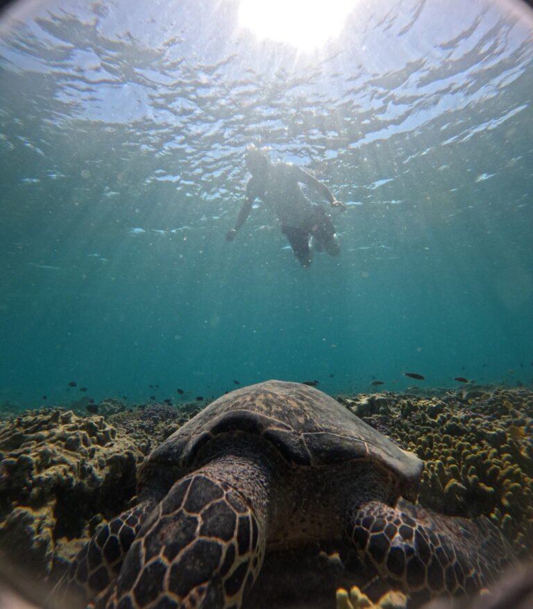 "see turtle in menjangan island"