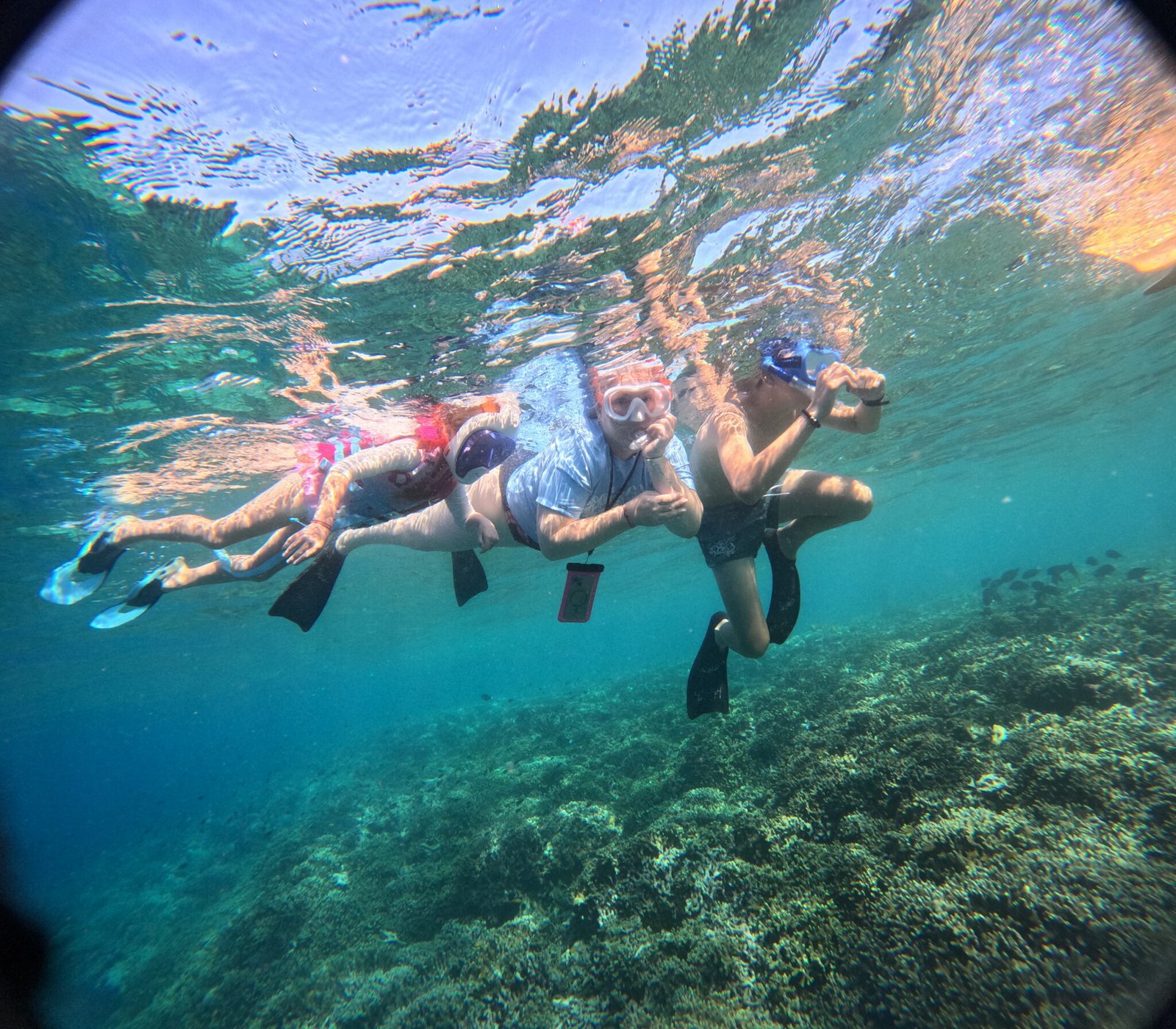 "snorkeling in menjangan"