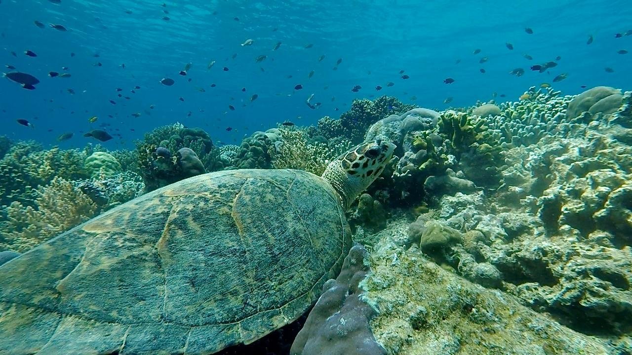 'See turtle in menjangan island"