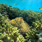 "menjangan coral"