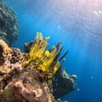 "coral menjangan"