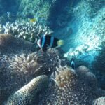 "coral reefs "
