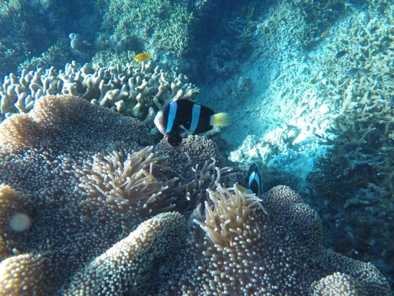 "coral reefs "