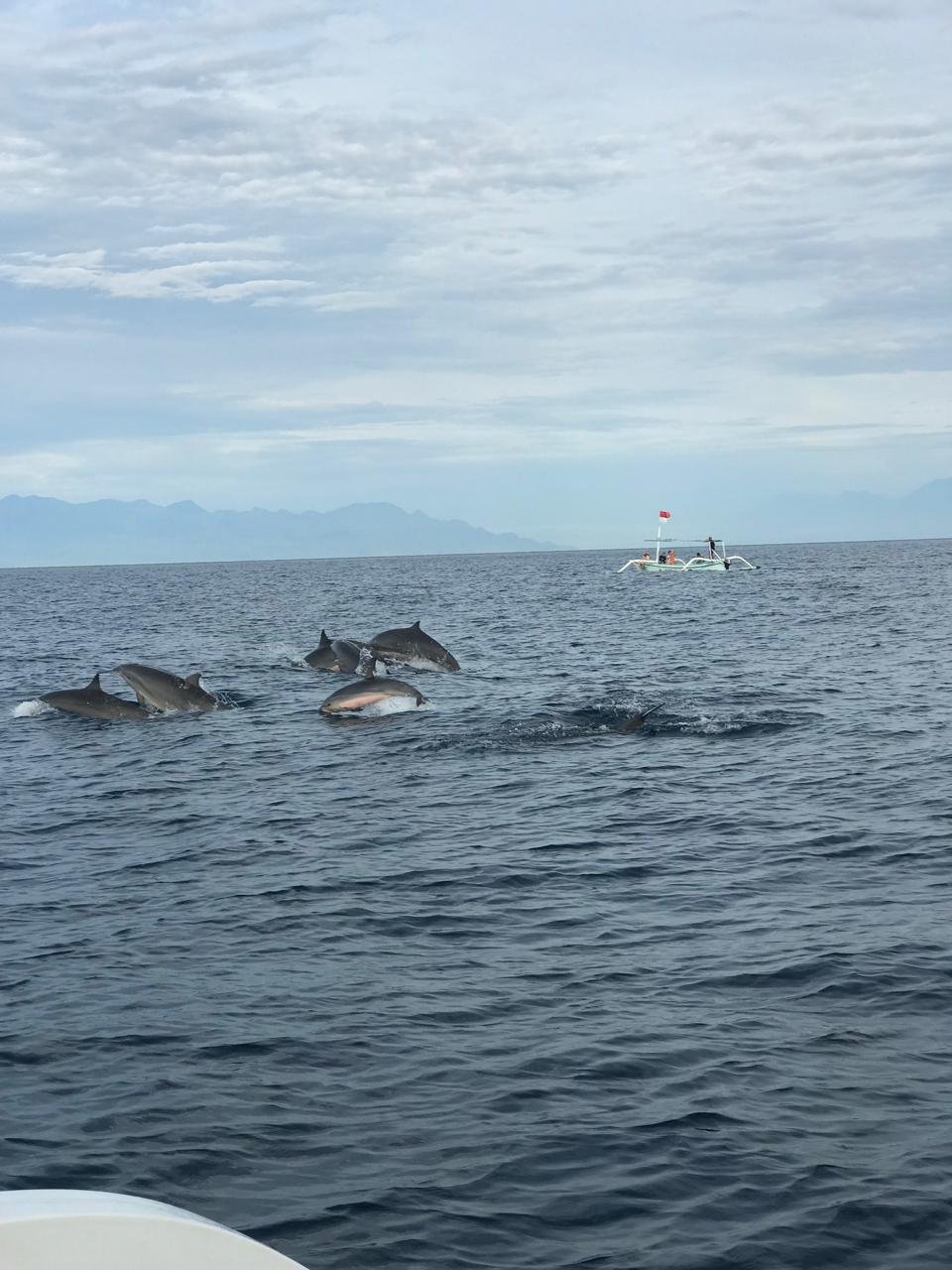 "dolphin tour"