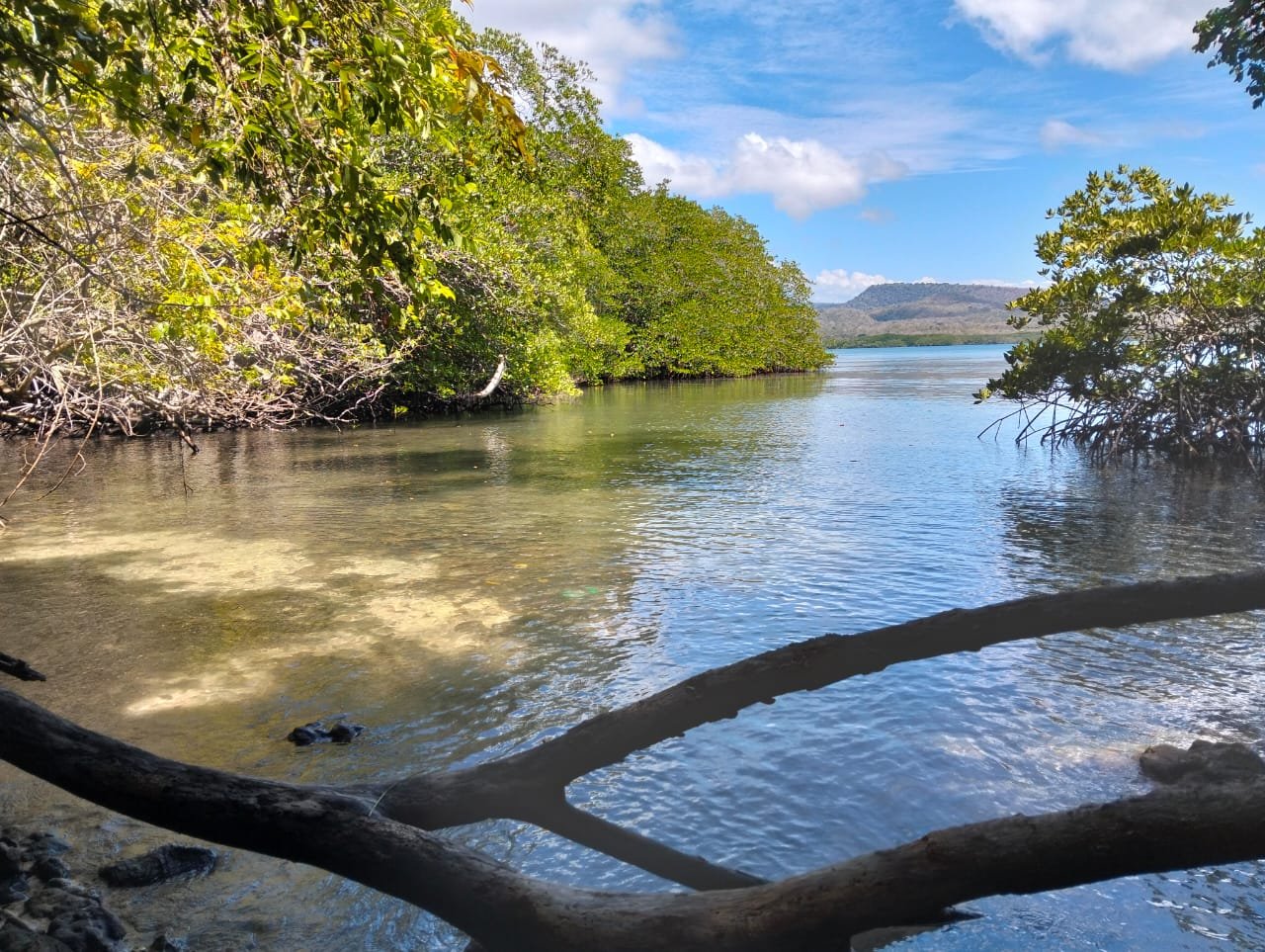 "mangrove banyuwedang"