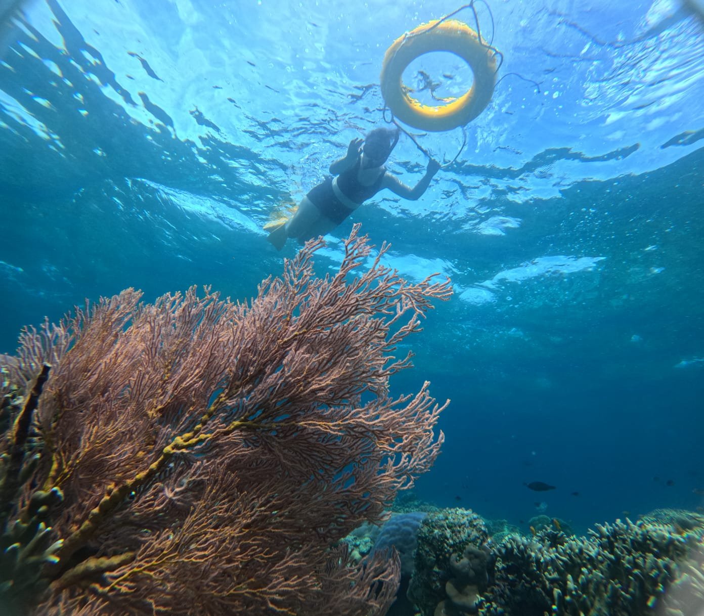 people snorkeling in menjangan island