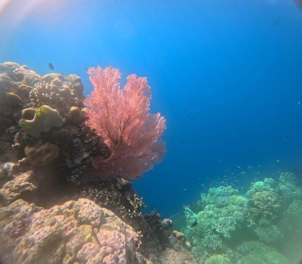 "sea fan"