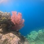 "sea fan"