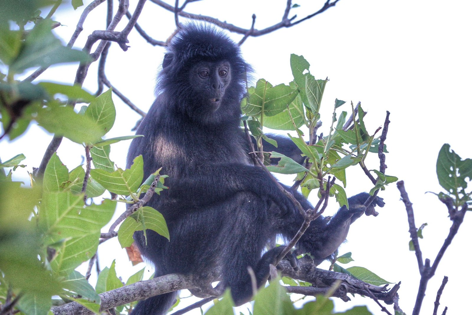"black monkey"